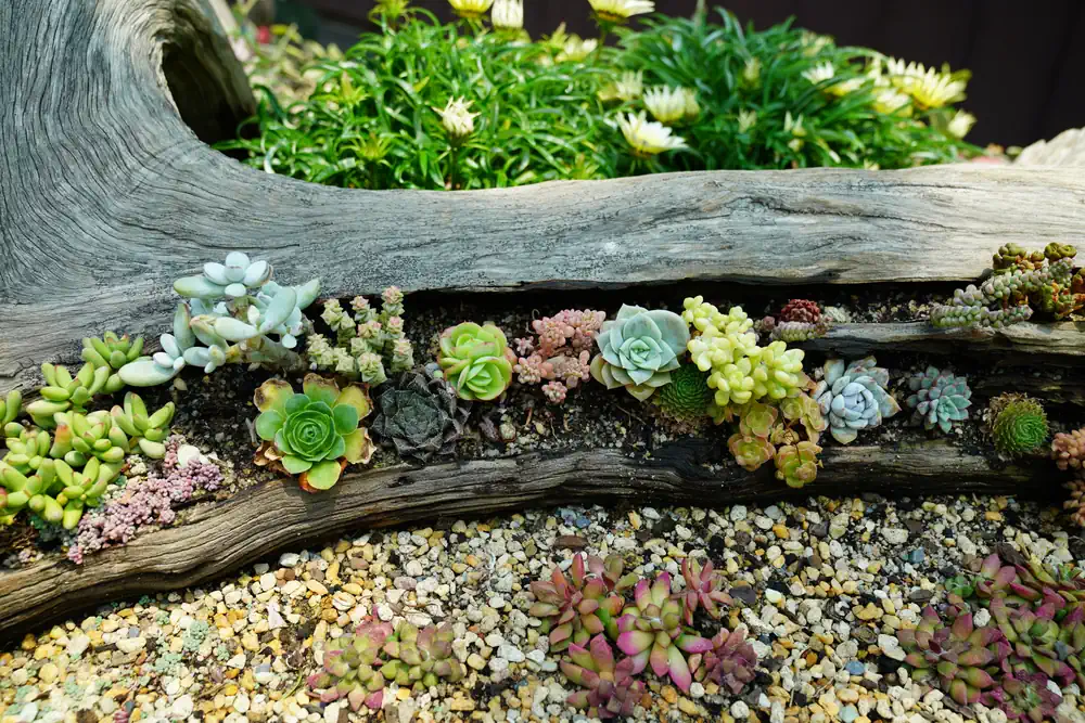 Miniature Succulents